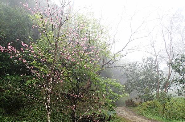 終於看見一顆不知名的樹開花了