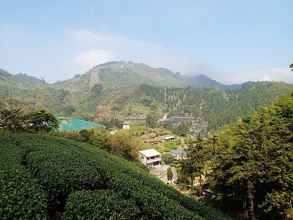 走到半山腰處眺望太平山茶園