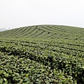 雖然大巃頂茶園沒有二延平山那麼大規模.但也是很不錯喔!