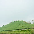 茶園至高點處的小觀景台.我們準備前往出發