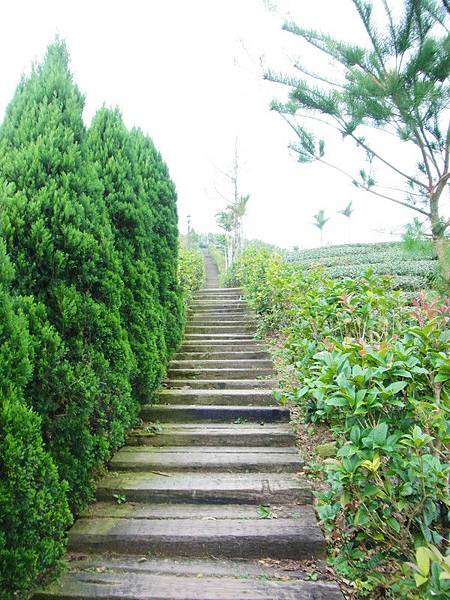 進入至高點茶園區階梯.雖然不是很陡.很長.但走起來也有點喘