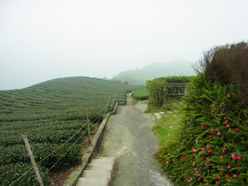 休息完後.接著往下方的茶園處走囉!