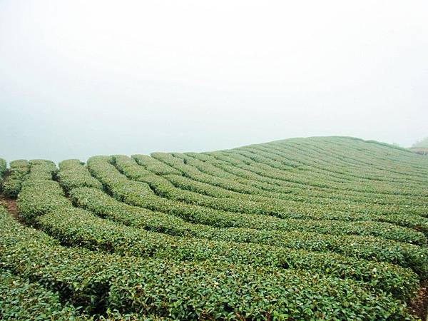 接著來看一下茶園照囉^_^