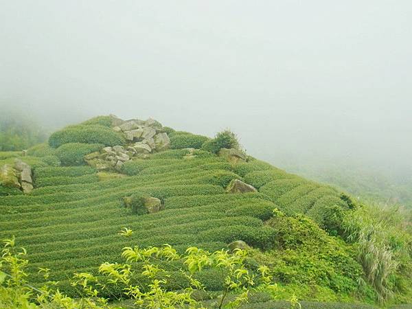 看到這些巨石堆在茶園裡.這算是最原始的第一代茶園喔!