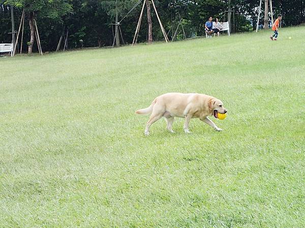 就連狗狗也可以自由地奔跑也玩得很開心呀!