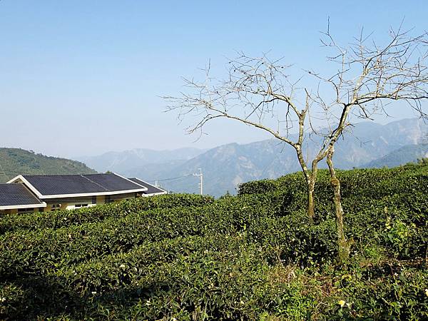 天氣很好.隨便拍都好美喔!