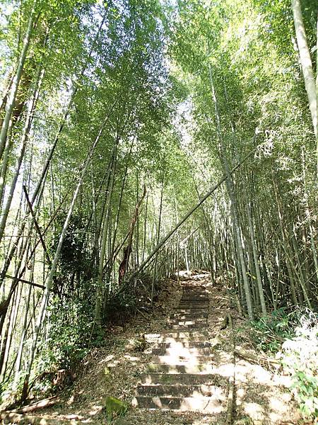 軟軟的竹林步道很舒服