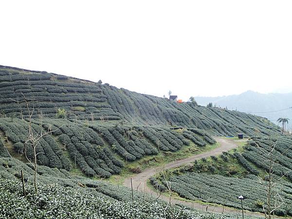 上坡路段旁邊的茶園