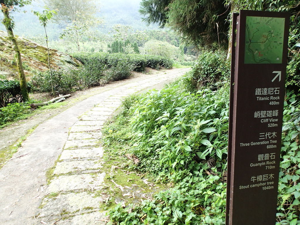 繞至茶園外圍.繼續沿著路走