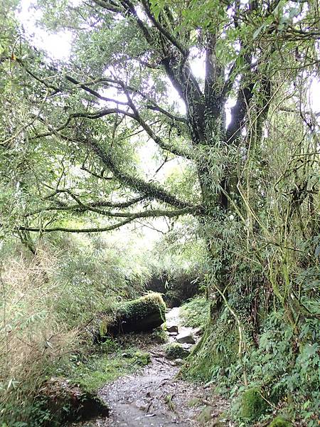 往石獅象的路況就比較原始林.比較泥濘要小心'
