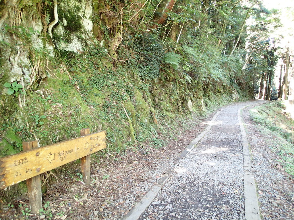 嘉義]~特富野古道~(自忠登山口) @ 天才阿呆小玩家:: 痞客邦::