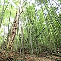 PB123037.JPG