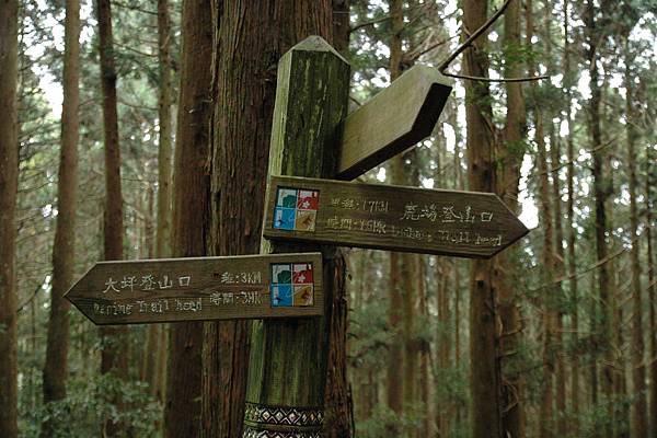 04 我從鹿場登山口上來.jpg