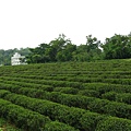 富興村附近的茶園