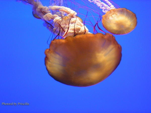 Jellyfish 2c copy.jpg