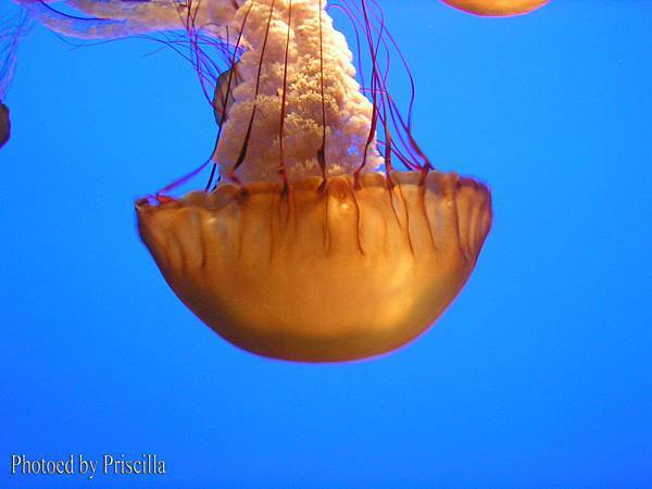 Jellyfish 1c copy.jpg