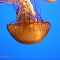 Jellyfish 1c copy.jpg