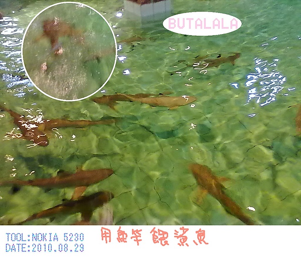 餵鯊魚.jpg