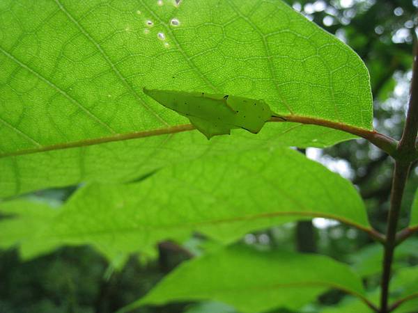 四分尾山森態萬花筒-蝴蝶-輕海紋白蝶