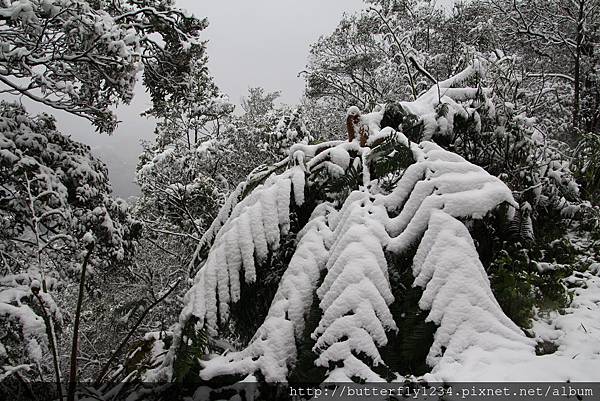2016年1月24日四分尾山生態園區雪景