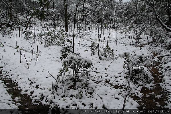 2016年1月24日四分尾山生態園區雪景