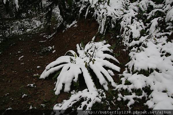 2016年1月24日霸王寒流造訪園區即景(植物篇)