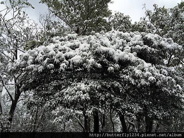 2016年1月24日霸王寒流造訪園區即景(植物篇) 2016年1月24日霸王寒流造訪園區即景(植物篇)