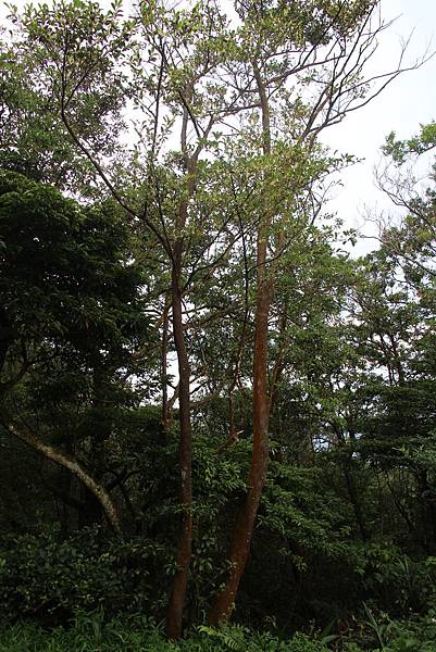621紅淡比開花 (2).JPG 621紅淡比開花 (2).JPG