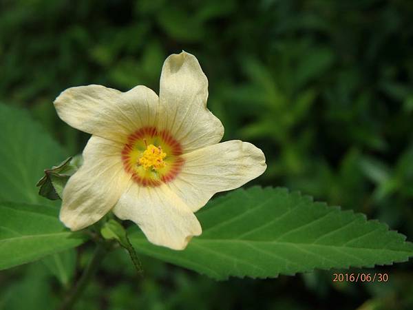 金午時花 (2).JPG 金午時花 (2).JPG