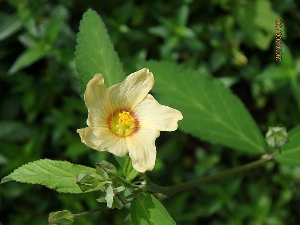 金午時花 (4).JPG 金午時花 (4).JPG