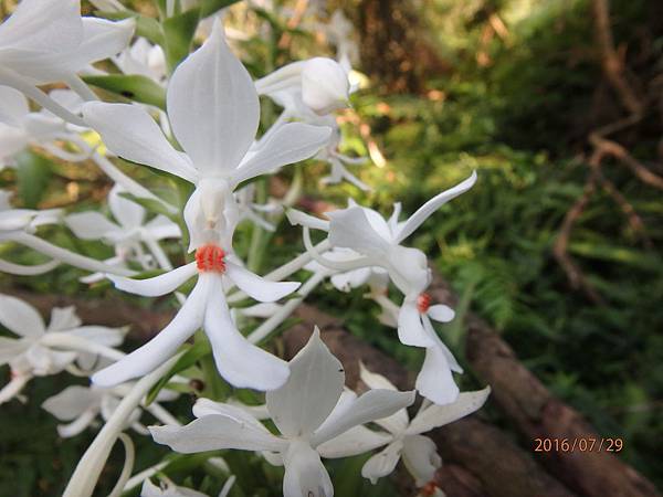 白鶴蘭(花) (2).JPG 白鶴蘭(花) (2).JPG