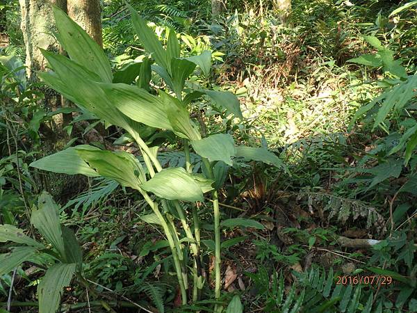白鶴蘭(花) (8).JPG 白鶴蘭(花) (8).JPG