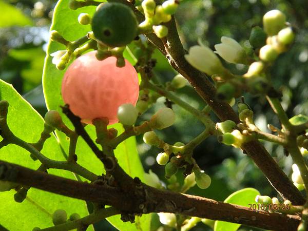 石菱舅(花) (1).JPG 石菱舅(花) (1).JPG