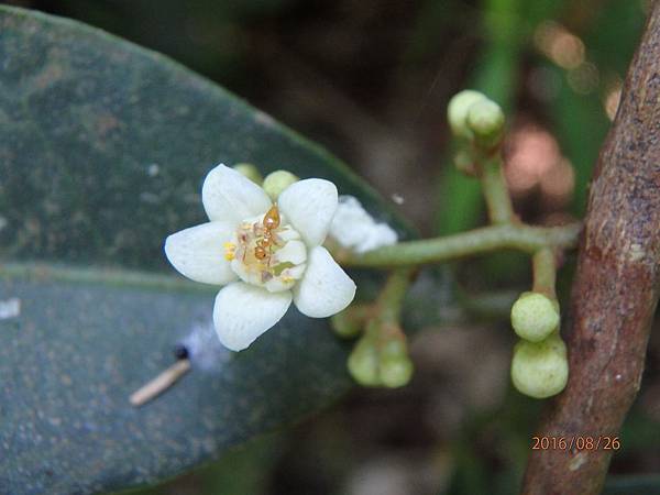 石菱舅(花) (3).JPG 石菱舅(花) (3).JPG