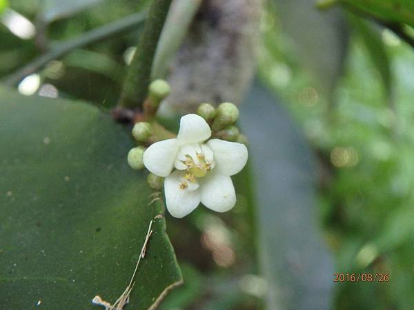 石菱舅(花) (5).JPG 石菱舅(花) (5).JPG