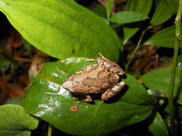 2012720 ~小雨蛙 (1).jpg 2012720 ~小雨蛙 (1).jpg