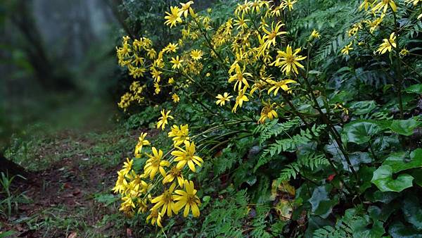 山菊2.jpg 山菊2.jpg
