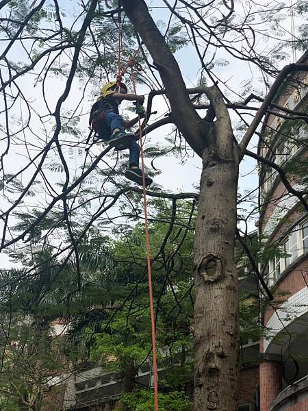 20190420 攀樹趣_190424_0005.jpg 20190420 攀樹趣_190424_0005.jpg