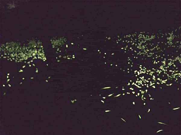 20200502夜觀_200503_0040.jpg 20200502夜觀_200503_0040.jpg