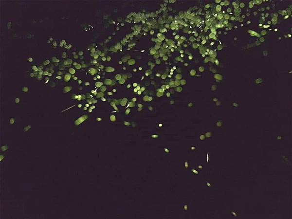 20200502夜觀_200503_0041.jpg 20200502夜觀_200503_0041.jpg