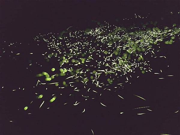 20200502夜觀_200503_0042.jpg 20200502夜觀_200503_0042.jpg
