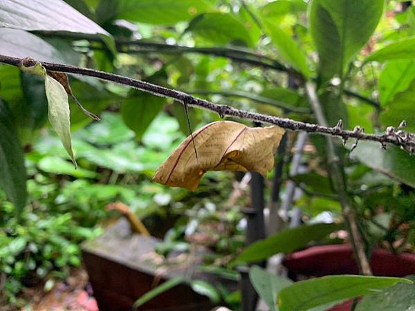 20201219_201222(黃裳的蛹).jpg 20201219_201222(黃裳的蛹).jpg
