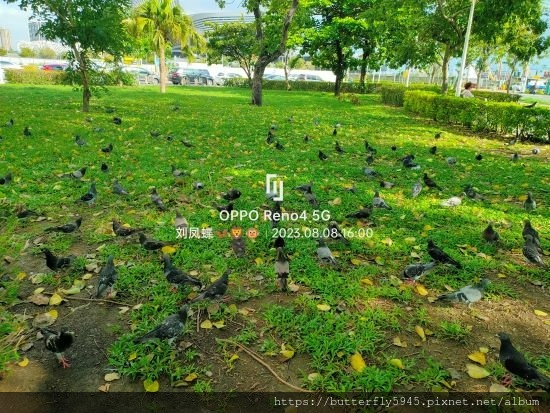 苓安公園:鴿子