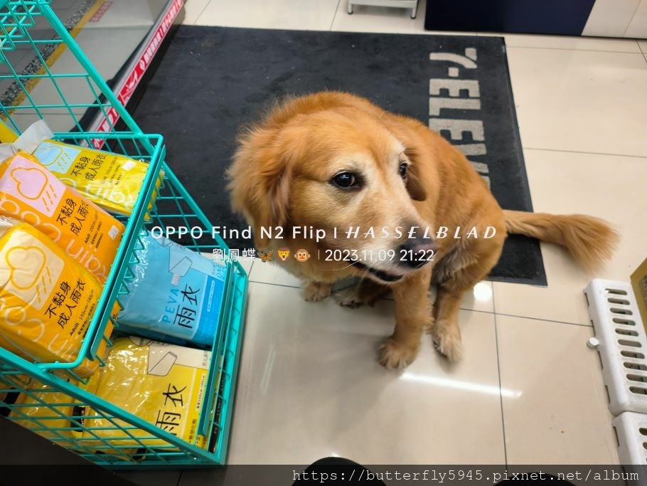 7-ELEVEn 彌盛門市之黃金獵犬