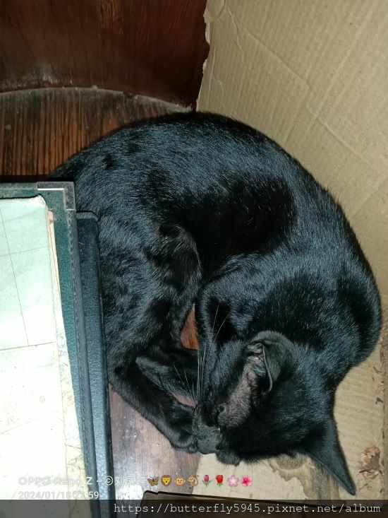 睡在書桌底下ㄉ小黑貓~ ~