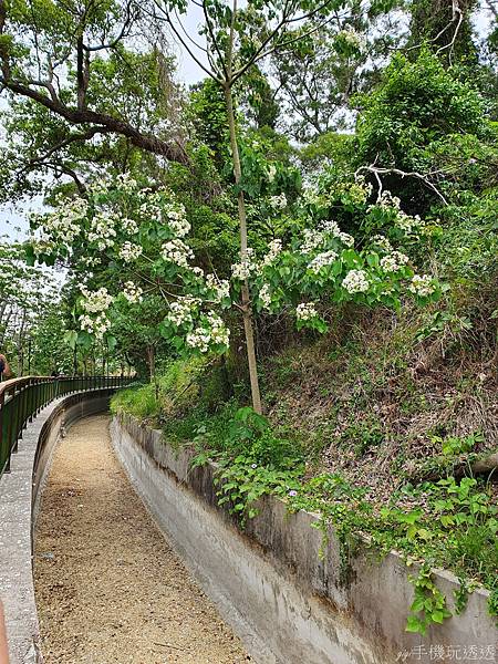 2021桐花祭｜台中外埔水流東桐花步道%26;高鐵觀景台｜健行賞桐花好去處~近距離感受高鐵呼嘯而過｜gigi手機玩透透-14.jpg