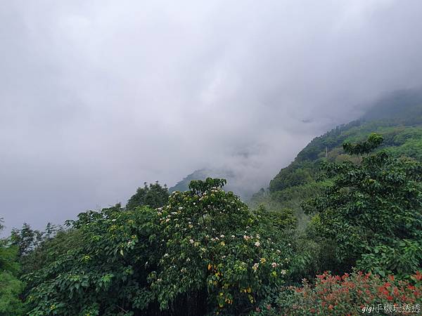 新竹美食｜數碼天空景觀園區｜位於高山上的世外桃源~賞櫻、雲海、觀霧，還有可愛店狗鬆獅犬｜gigi手機玩透透-18.jpg