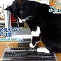 ‪#‎日本代購‬ ‪#‎貓奴必備‬ ‪#‎鍵盤防護罩‬