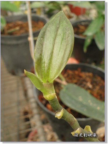 蝴蝶蘭的花梗苗 Bv4kf的部落格 痞客邦