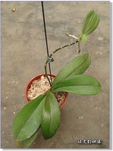 蝴蝶蘭的花梗苗 Bv4kf的部落格 痞客邦